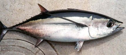 Albacore Tuna