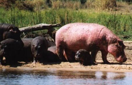 ALbino Hippo