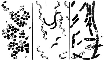 bacteria drawing
