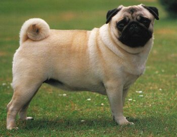 Boof Bonser