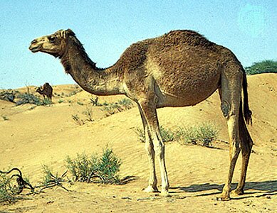 Dromedary