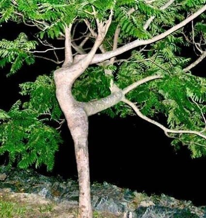dryad tree