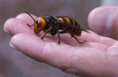 Giant Bee
