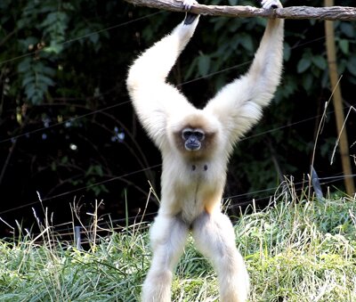 Gibbon