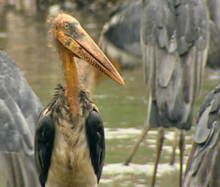 Greater Adjutant