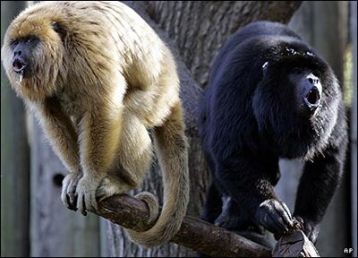 Howler Monkeys