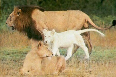 Leucistic Lion Cub