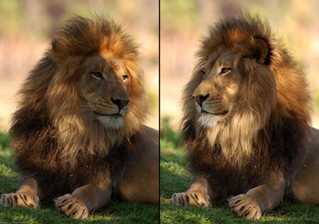 Lion