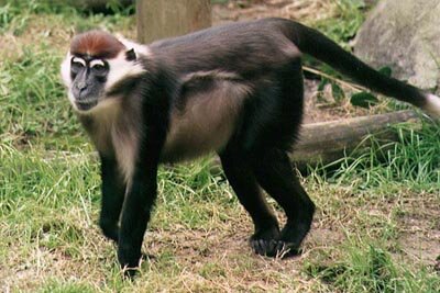 Mangabey