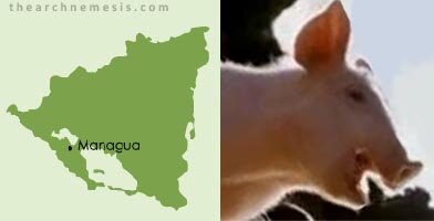 Nicaragua Babe the Pig