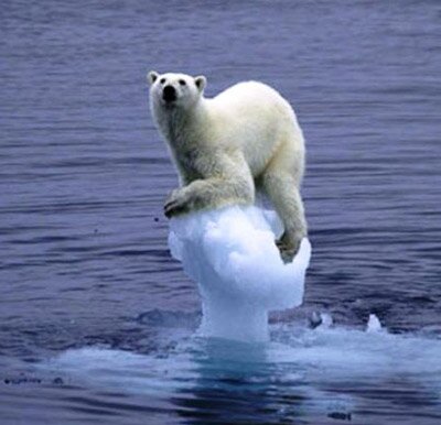 Polar Bear Global Warming