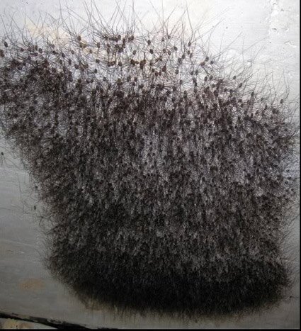 Pubic SPiders
