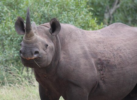 Rhinoceros
