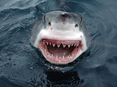 Shark