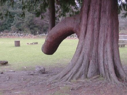 Tree Penis