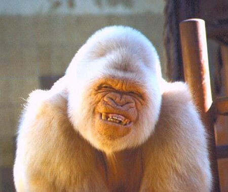 Vanilla Gorilla