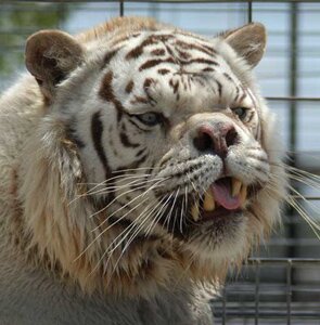 White Tiger DOwn SYndrome