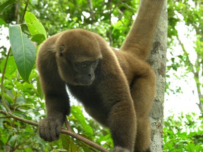 woolly Monkey