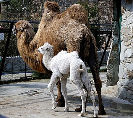 Albino Camel
