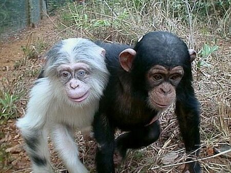 Albino Chimp