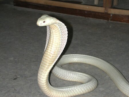 Albino CObra