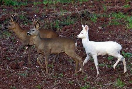 Albino Deer