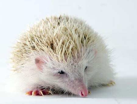 ALbino Hedgehog
