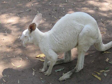 Albino Kangaroo