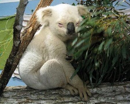 ALbino Koala