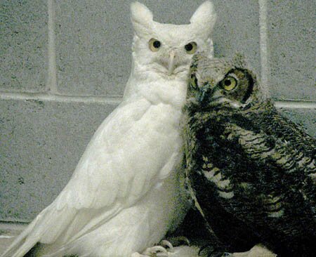 ALbino Owl