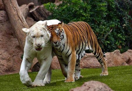 Albino Tiger
