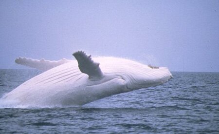 ALbino Whale