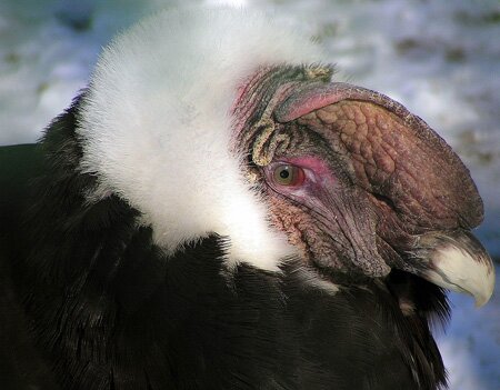 Andean COndor