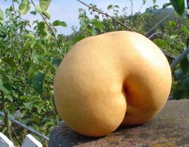 Apricot Butt