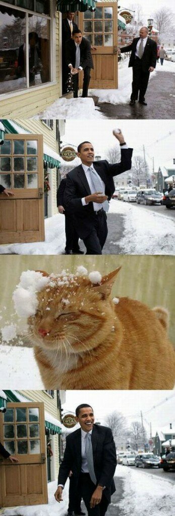 Obama snowballs cat