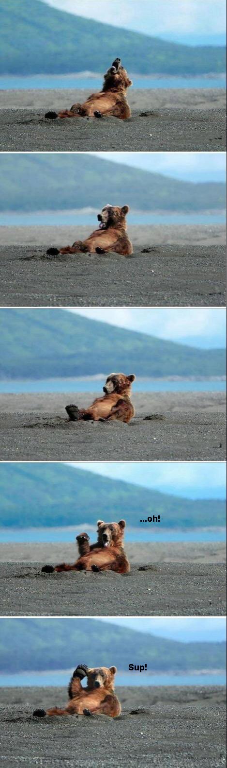 Bear Oh sup!
