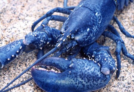 Blue Lobster