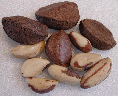 Brazil Nut