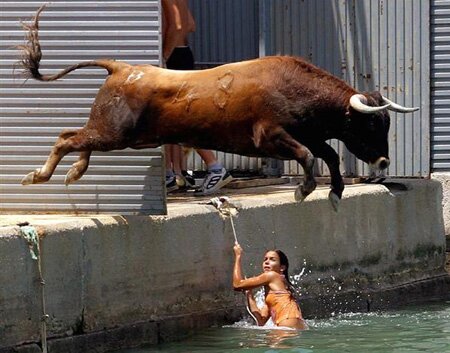 Bull