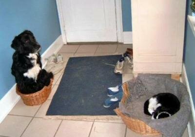 Cat pwns dog