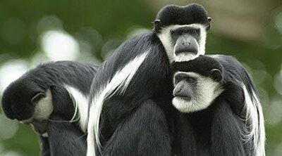 Colobus 