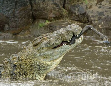 Crocodile