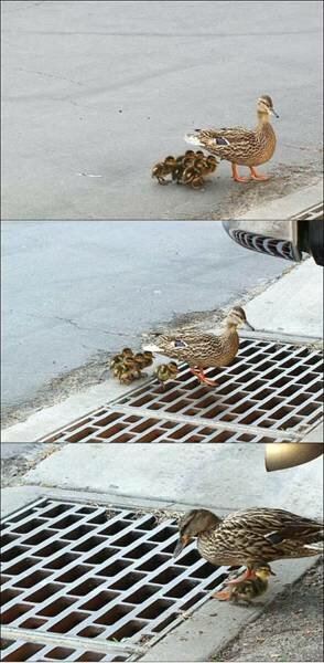 Tragic duck story