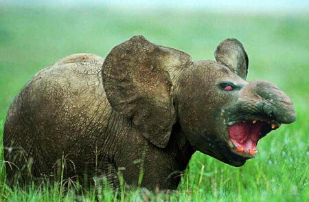 elephant seal