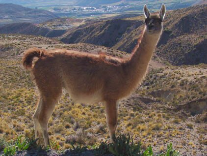 Guanaco