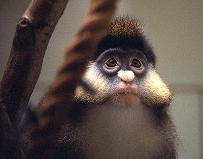 Guenon