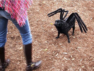 Halloween Spider Dog