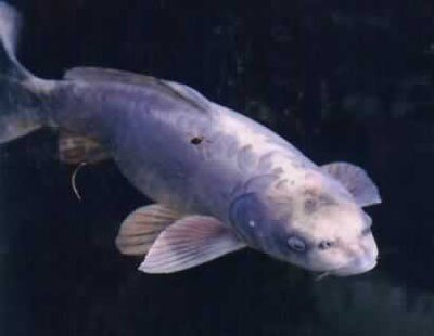 human face fish