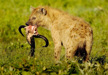 Hyena