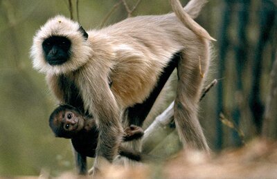 Langur Monkey